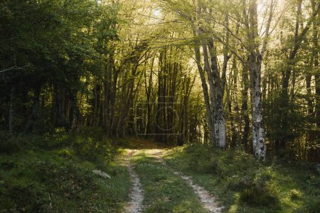 Téléchargez les photos : Sentier de montagne dans une forêt du Pays Basque par un jour de printemps ensoleillé. Concept de protection de l'environnement, journée de la terre, randonnée et trekking. - en image libre de droit