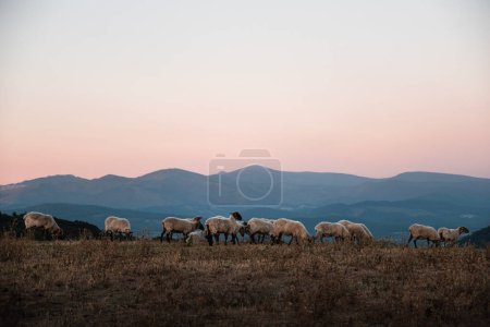Photo for Landscape with a herd of lacha sheep at sunset in the Ayala or Aiaraldea valley in the Basque Country, with the Gorbea mountain range in the background. Concept of rural countryside. Oveja latxa - Royalty Free Image