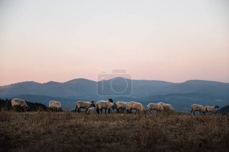 Téléchargez les photos : Paysage avec un troupeau de moutons de lacha au coucher du soleil dans la vallée d'Ayala ou d'Aiaraldea au Pays Basque, avec la chaîne de montagnes Gorbea en arrière-plan. Concept de campagne rurale. Oveja latxa - en image libre de droit