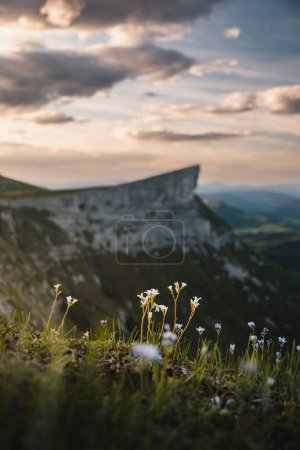 Foto de Foto vertical de un paisaje del pico ungino fuera de foco en la cordillera de Gorobel al atardecer con nubes de colores y flores en primer plano. - Imagen libre de derechos