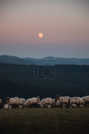 Foto de Rebaño de ovejas Latxa al atardecer con la luna en un entorno rural y montañoso - Imagen libre de derechos