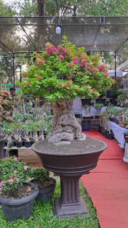 exhibition of a very old bonsai plant