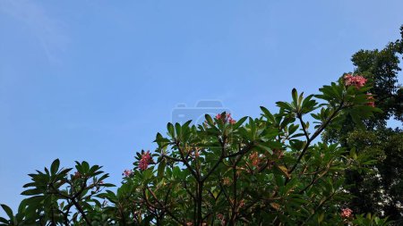 flower plants in the garden with clear blue sky