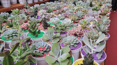 cactus ornamental plants sold in shops