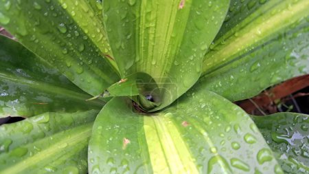 raindrops on green leaves of ornamental plants