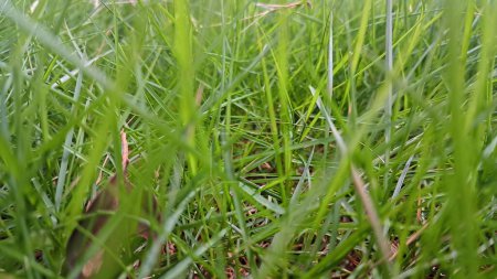 un primer plano de un poco de hierba en el medio del día