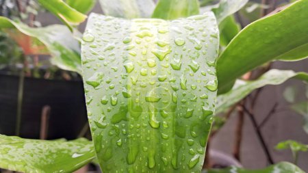 Regentropfen befeuchten die grünen Blätter von Zierpflanzen