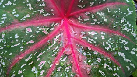 foto de cerca de hojas con manchas rosadas y blancas