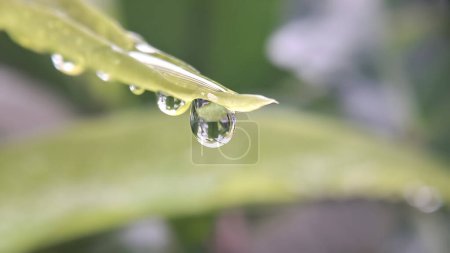 una gota de agua cuelga de una rama de árbol