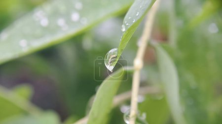 a drop of water is hanging from a tree branch