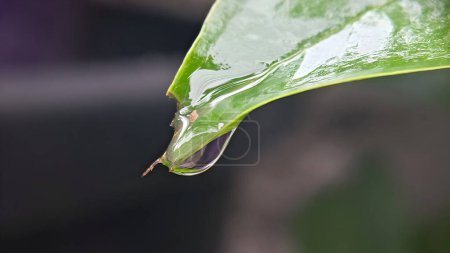 a drop of water is hanging from a tree branch