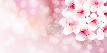 Foto de Cerezo flor primavera acuarela fondo - Imagen libre de derechos