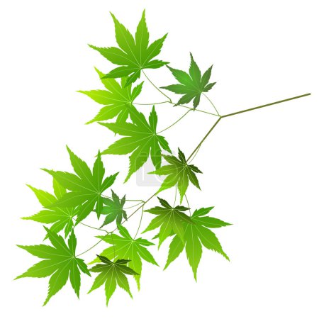 fresh green maple leaf icon