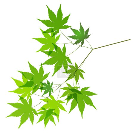Frisches grünes Ahornblatt-Symbol