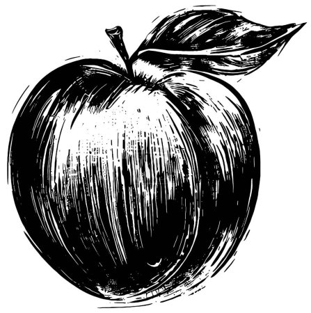 Foto de Dibujo vectorial de nectarina en blanco y negro - Imagen libre de derechos