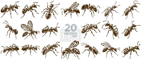 ant collection of monochrome vector drawings