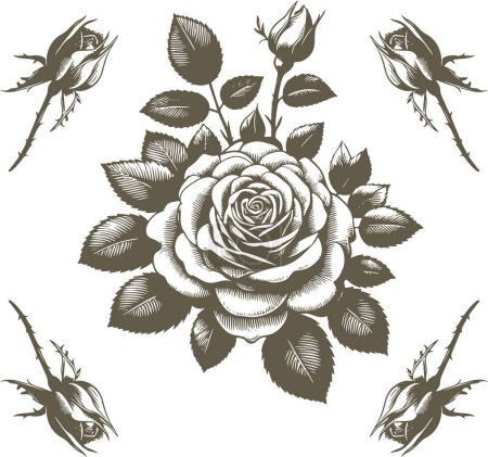 beautiful roses with leaves in vector stencil drawing