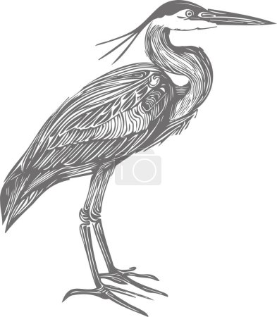 Ilustración de Vector dibujo simple boceto de una garza con una cresta de pie de lado - Imagen libre de derechos