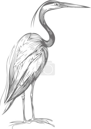 a heron stands on its paws sideways in a vector sketch drawing