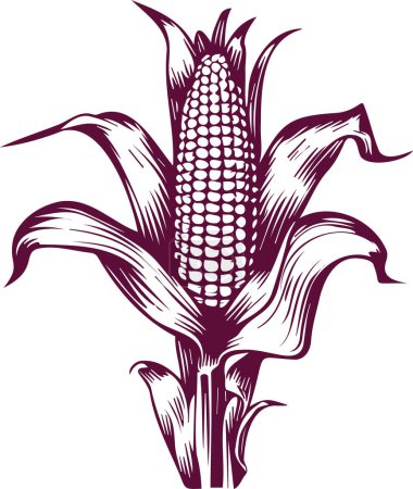 gravure vectorielle simple dessin de maïs poussant sur une tige