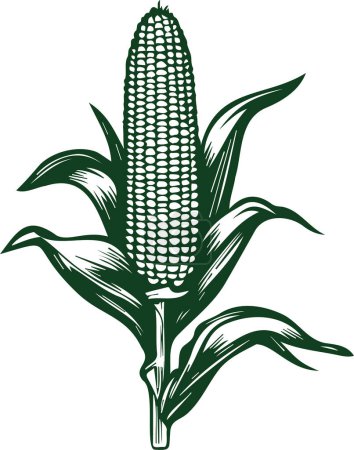 vector simple stencil drawing of a corn shoot growing on a stalk