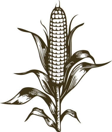 une tête de maïs poussant sur une tige dans une illustration de gravure au pochoir vectoriel