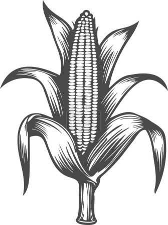 a head of corn grows on a stalk with leaves, vector stencil drawing for engraving