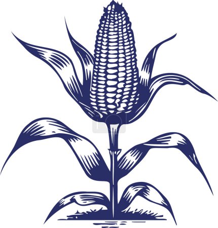 corn growing on the soil in a vector stencil sketch drawing