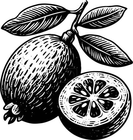Feijoa on a branch with leaves isolated vector monochrome drawing illustration on white background