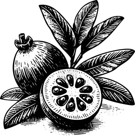 Feijoa and half on a background of leaves isolated vector monochrome drawing illustration on a white background
