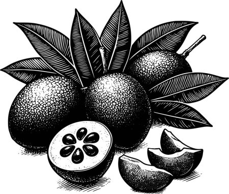 Sapodilla and leaves isolated vector monochrome drawing illustration on white background