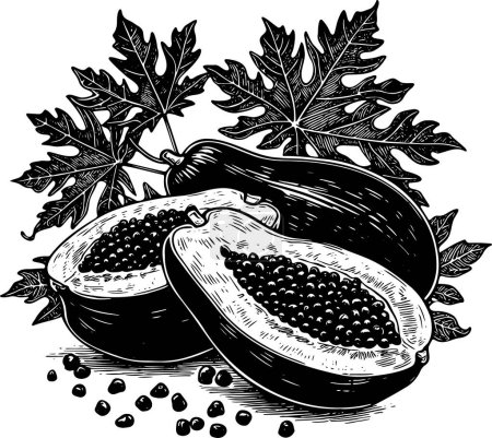 several Papaya with leaves isolated vector monochrome drawing illustration on white background