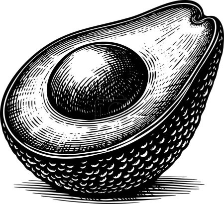 Avocado halb isoliert Vektor monochrom Zeichnung Illustration auf weißem Hintergrund