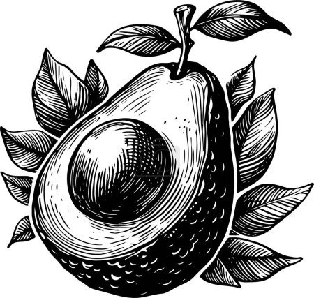 Avocado mit Blättern isoliert Vektor monochrom Zeichnung Illustration auf weißem Hintergrund