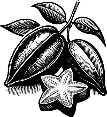 Carambola isolated vector monochrome drawing illustration on white background