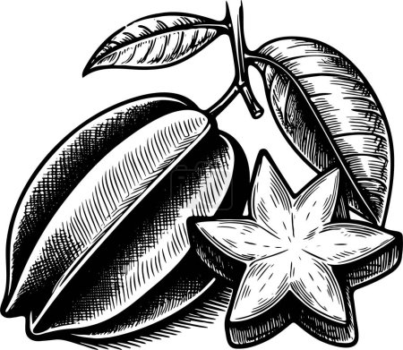 Carambola on a stalk with leaves isolated vector monochrome drawing illustration on a white background