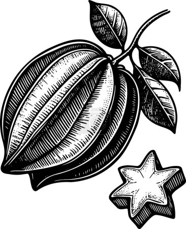 Carambola on stalk isolated vector monochrome drawing illustration on white background