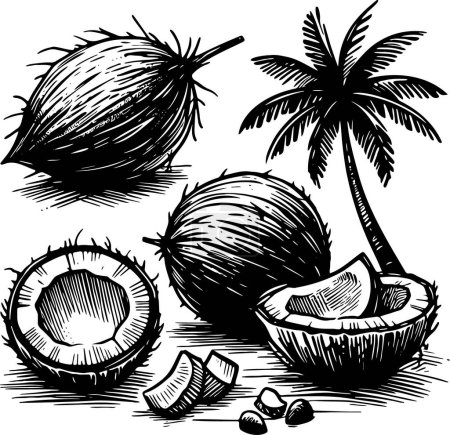 Illustration de dessin monochrome vecteur isolé de noix de coco sur fond blanc