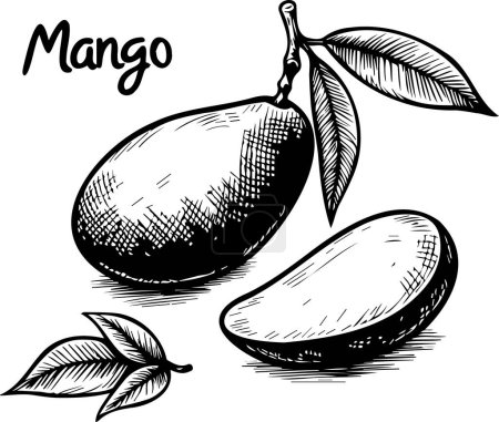 Mango on a branch with a leaf isolated vector monochrome drawing illustration on a white background