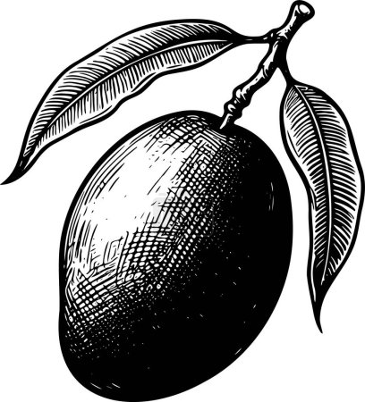 Mango with stem and leaves isolated vector monochrome drawing illustration on white background