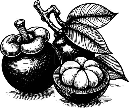 Mangosteen on a branch with leaves isolated vector monochrome drawing illustration on white background
