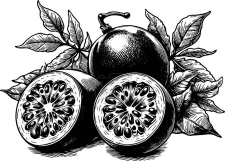 Passionsfrucht mehrere mit Blättern isoliert Vektor monochrom Zeichnung Illustration auf weißem Hintergrund