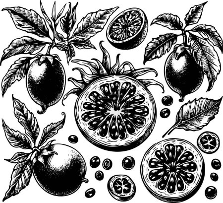 Passion fruit isolated vector monochrome drawing illustration on white background