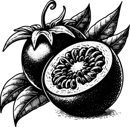 Passionsfrucht mit Blättern isoliert Vektor monochrom Zeichnung Illustration auf weißem Hintergrund