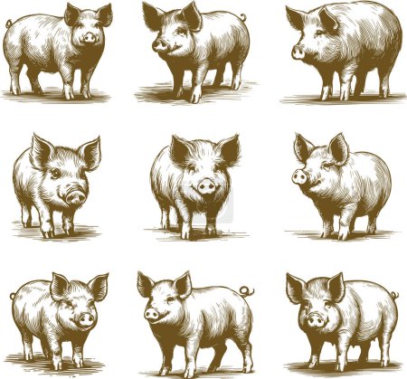 domestic pig collection of vector monochrome sketch drawings on a white background