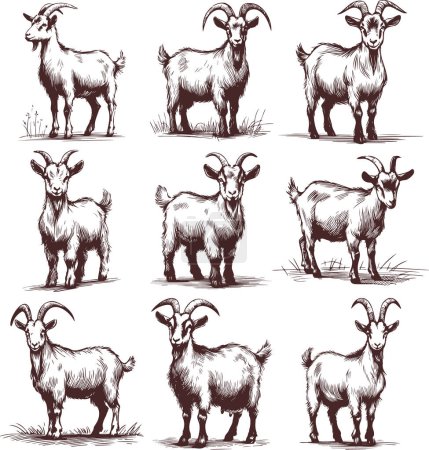 goat stands in full growth collection of vector monochrome sketch drawings on a white background