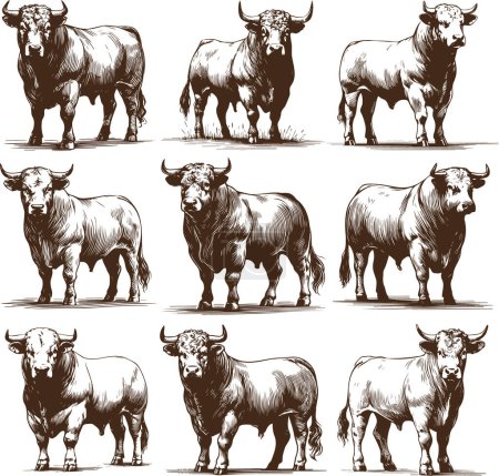 bull stands in full height collection of vector monochrome sketch drawings on a white background