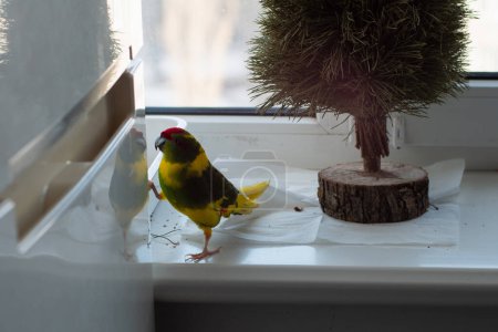 Ein lustiger Kakariki-Papagei sitzt auf der Fensterbank und lehnt seine Pfote auf dem Kühlschrank unter einem kleinen Weihnachtsbaum. Tierleben in einer Wohnung, Nahaufnahme