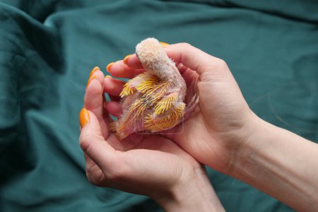 Ein kleines Papageienküken der neuseeländischen Kakariki-Rasse, das in einem weißen Flaum mit gelben Federrudimenten gefüttert wird, sitzt in einer Frauenpalme auf grünem Hintergrund. Zucht und Aufzucht von Haustieren aus nächster Nähe