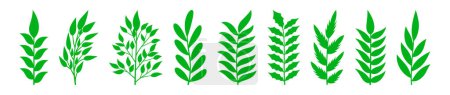 Photo for Set of green leaf icons. Leaves of trees and plants.Green color. Leafs green color icon logo. Leaves on white background. Ecology. Vector illustration - Royalty Free Image